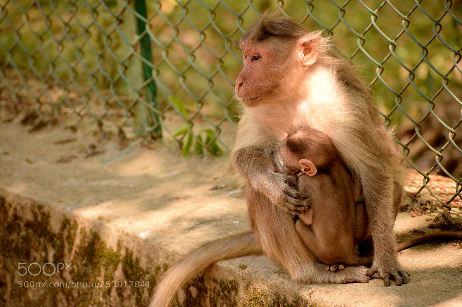 Nikon D5300 sample photo. Monkey pull photography