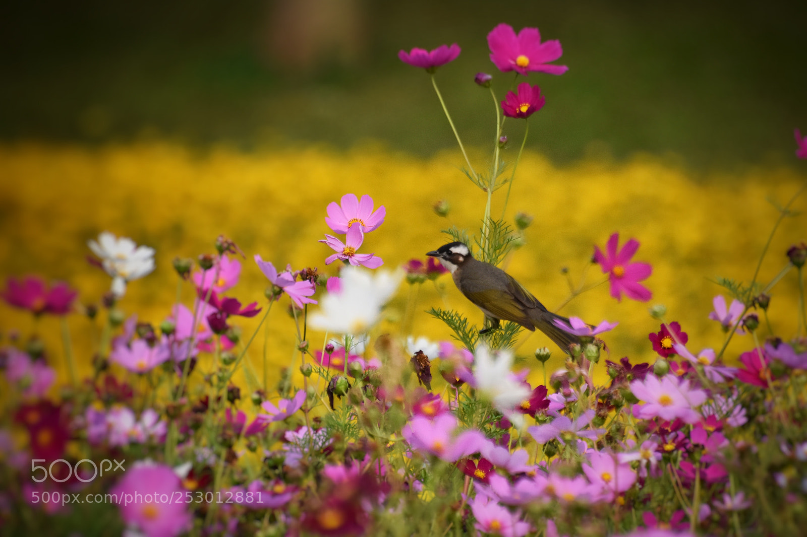 Nikon D7200 sample photo. 春 photography