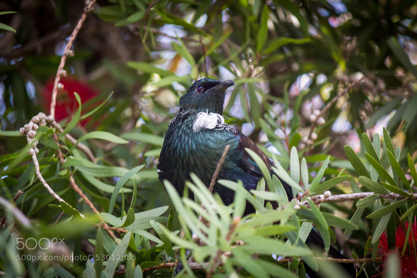 Canon EOS 600D (Rebel EOS T3i / EOS Kiss X5) sample photo. Tui in bottlebrush tree photography
