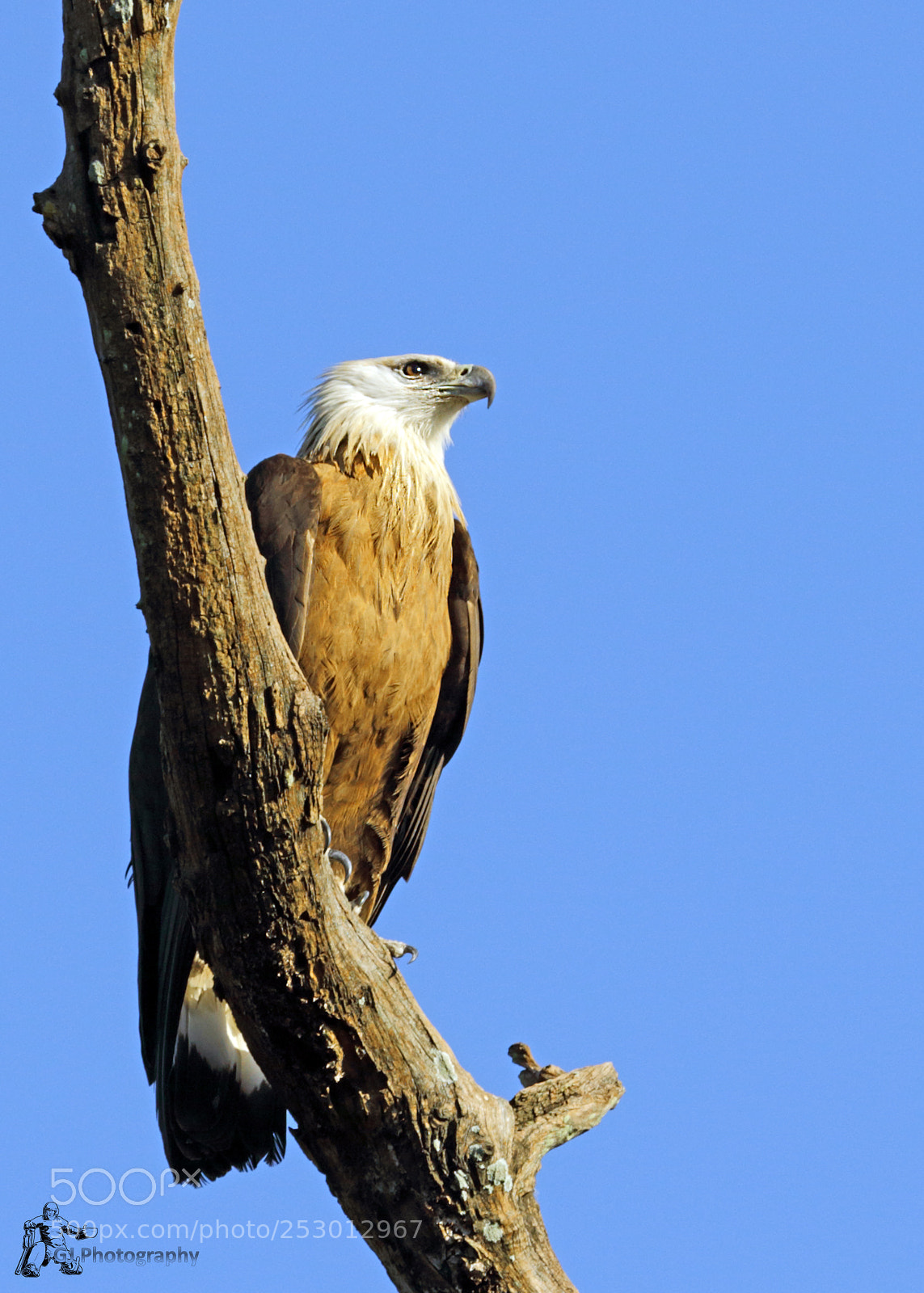 Canon EOS 7D Mark II sample photo. Palash fish eagle photography