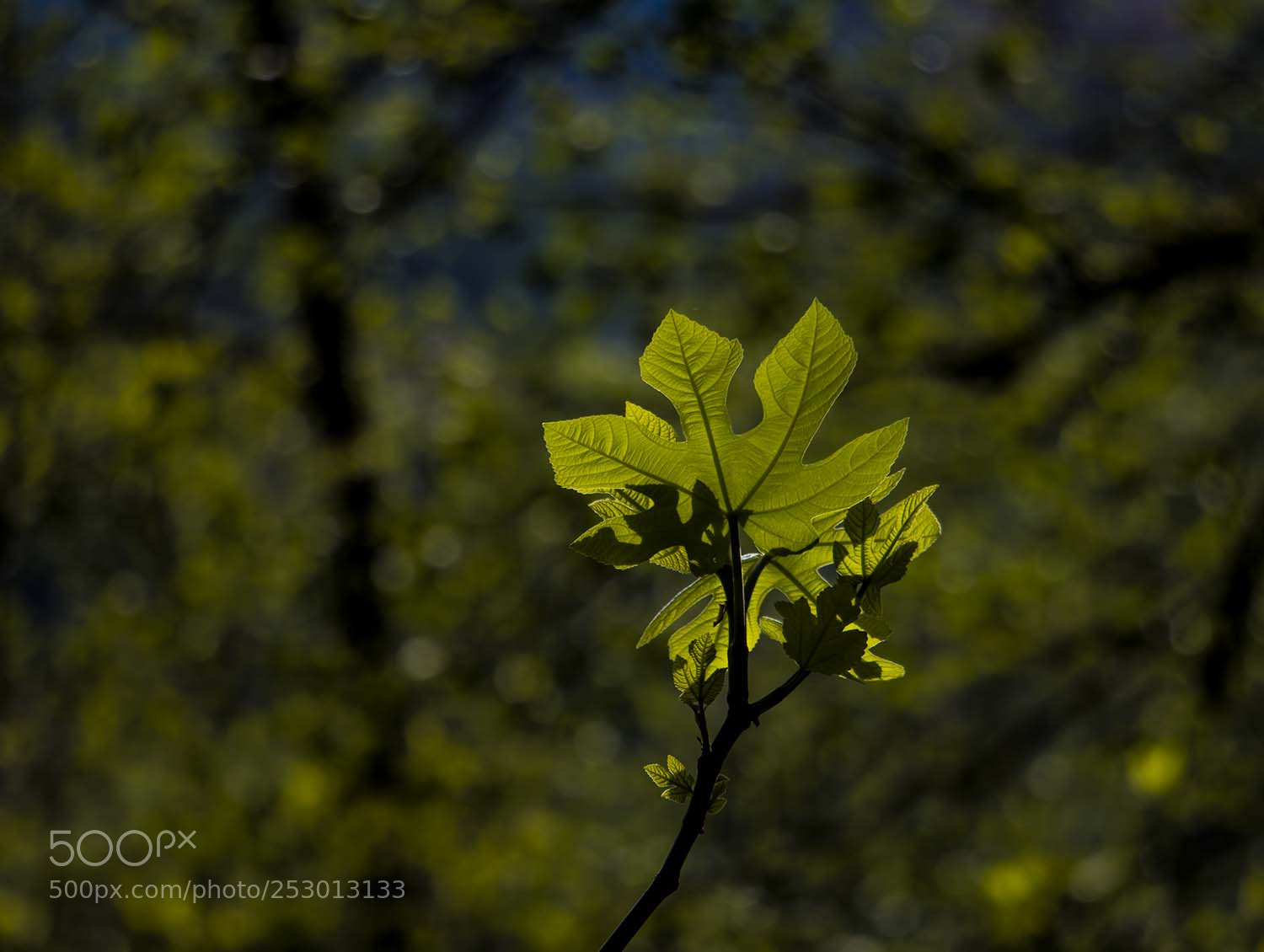 Canon EOS 70D sample photo. Green dream photography