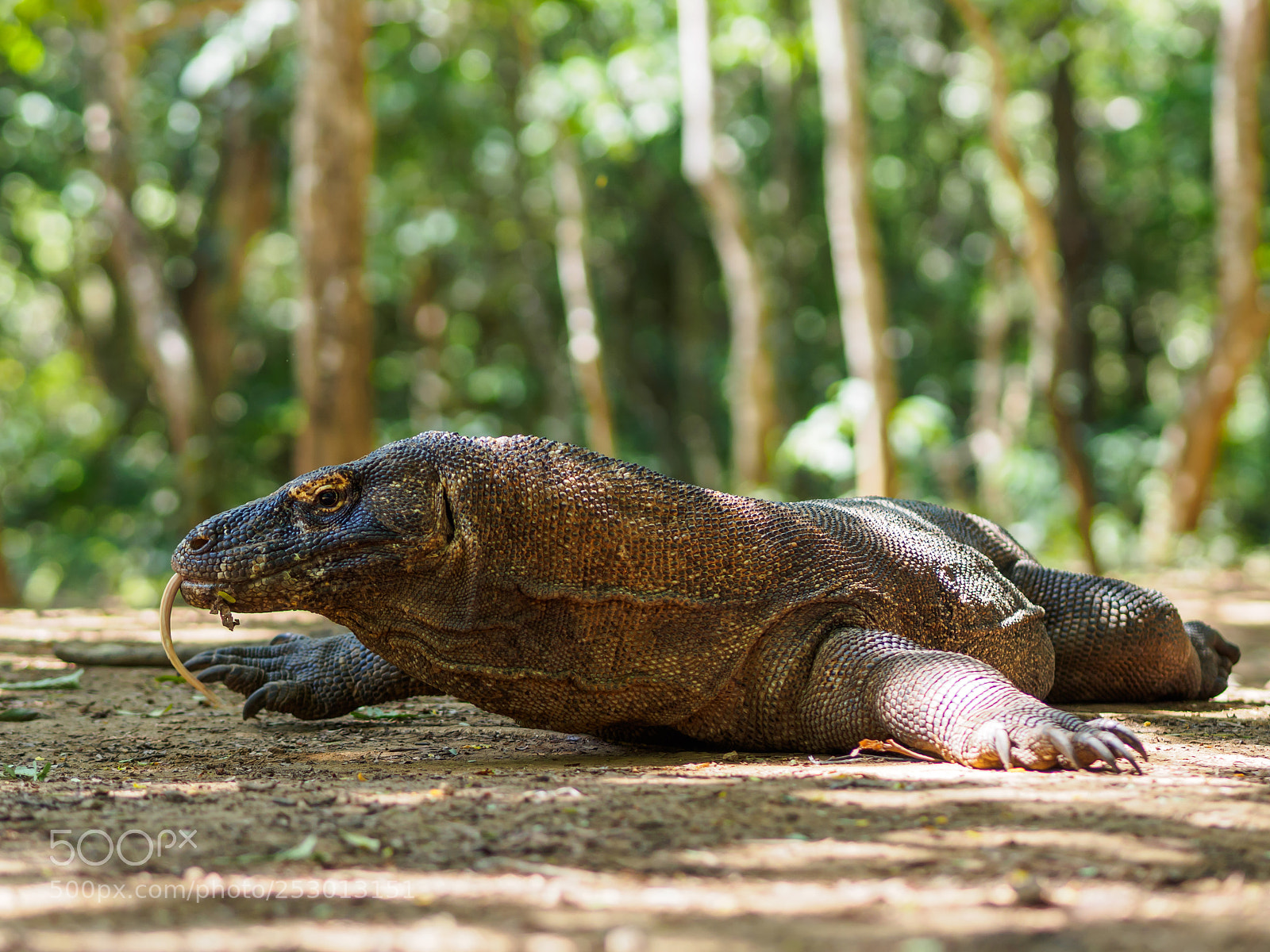 Olympus OM-D E-M10 II sample photo. Monitor lizard on komodo photography