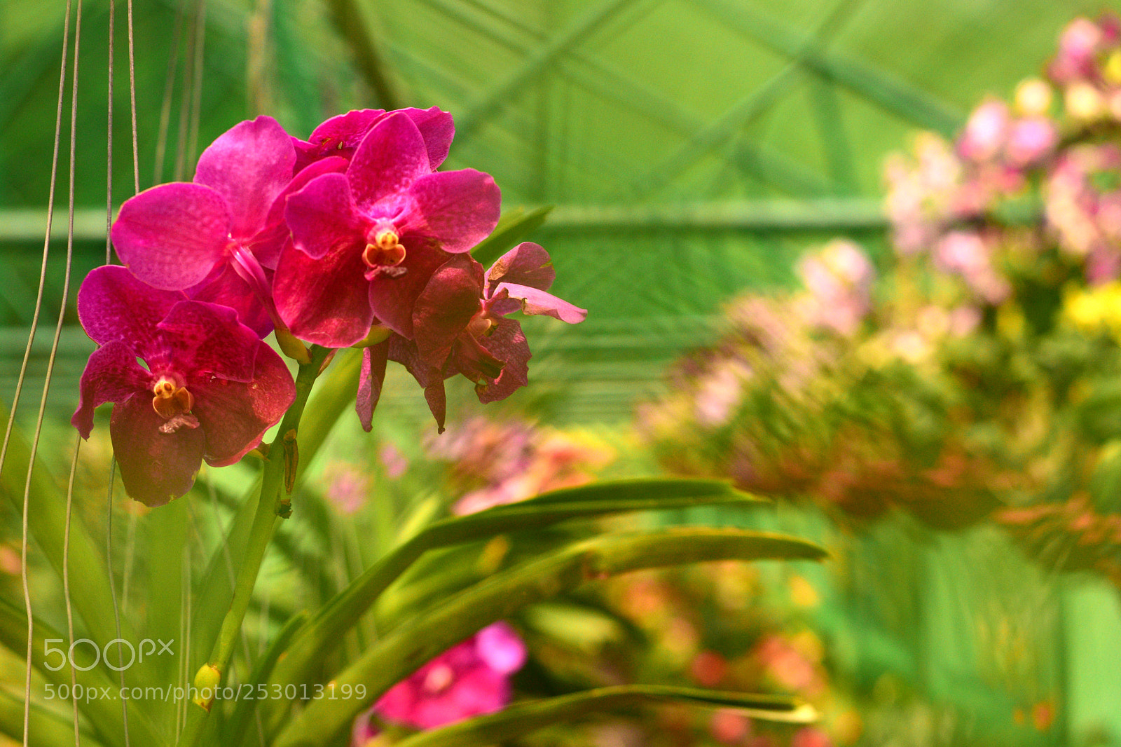 Nikon D5300 sample photo. Orchid photography