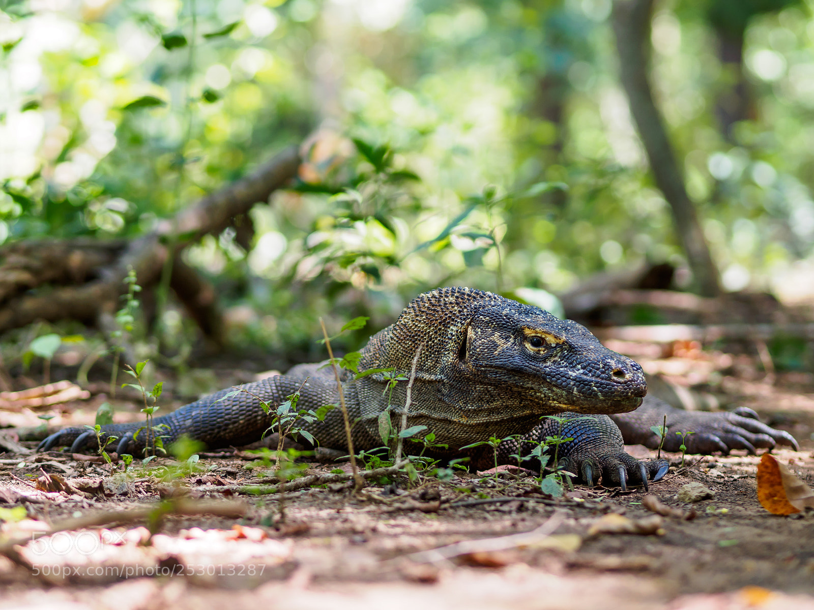 Olympus OM-D E-M10 II sample photo. Monitor lizard on komodo photography