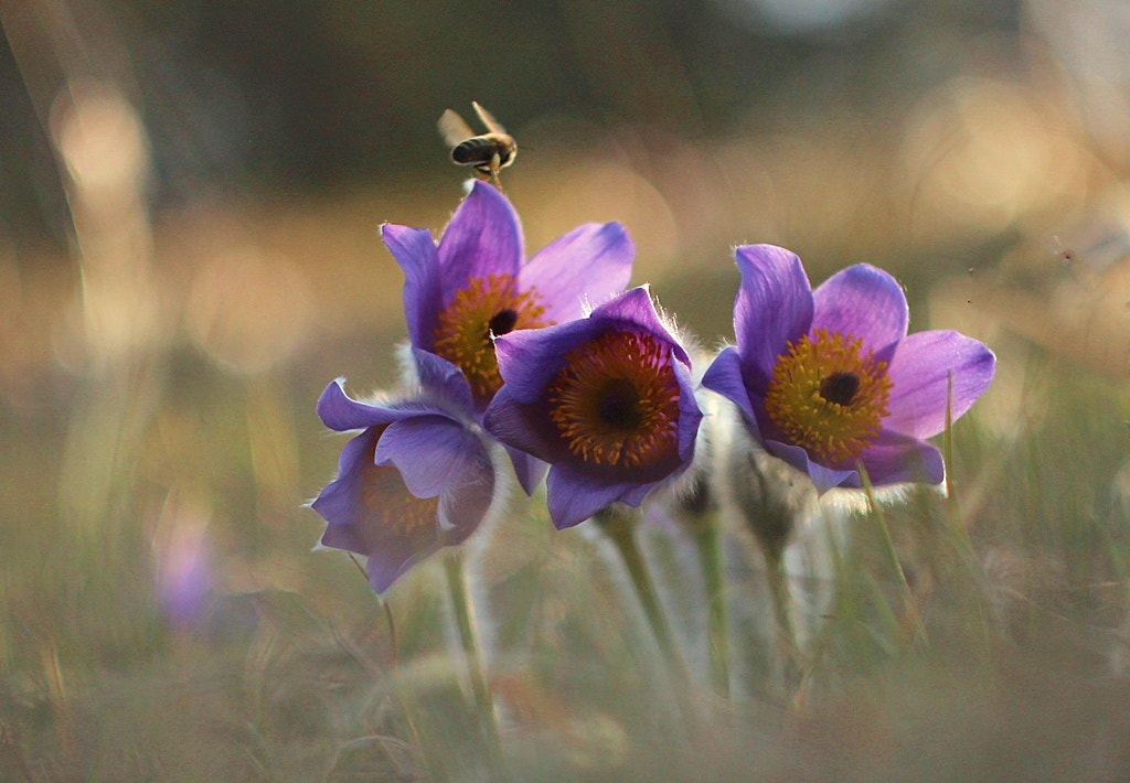 Canon EF 35-80mm f/4-5.6 sample photo. Pulsatilla photography