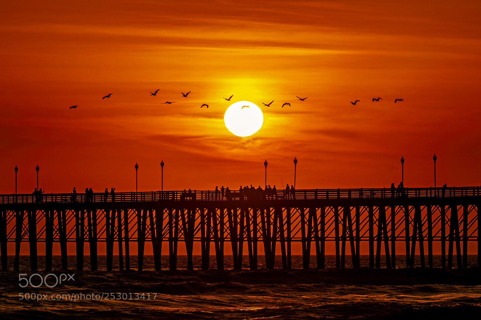 Nikon D500 sample photo. Pelicans soar at sunset photography