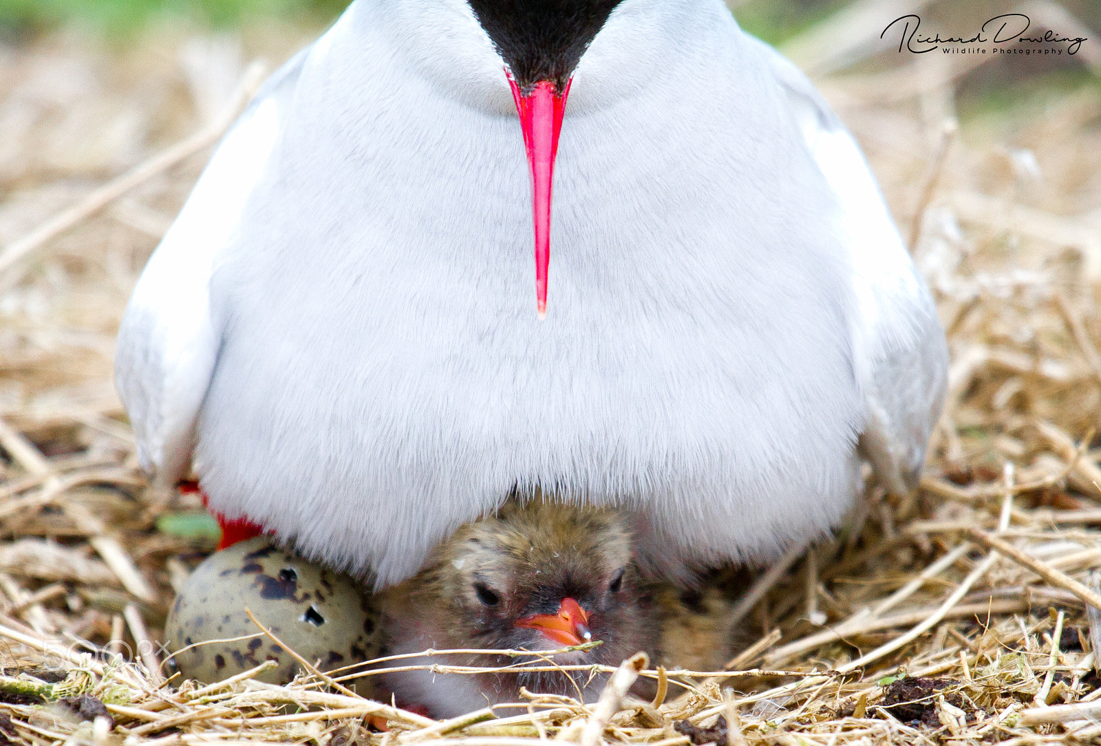 Canon EOS 7D sample photo. First born - tern photography