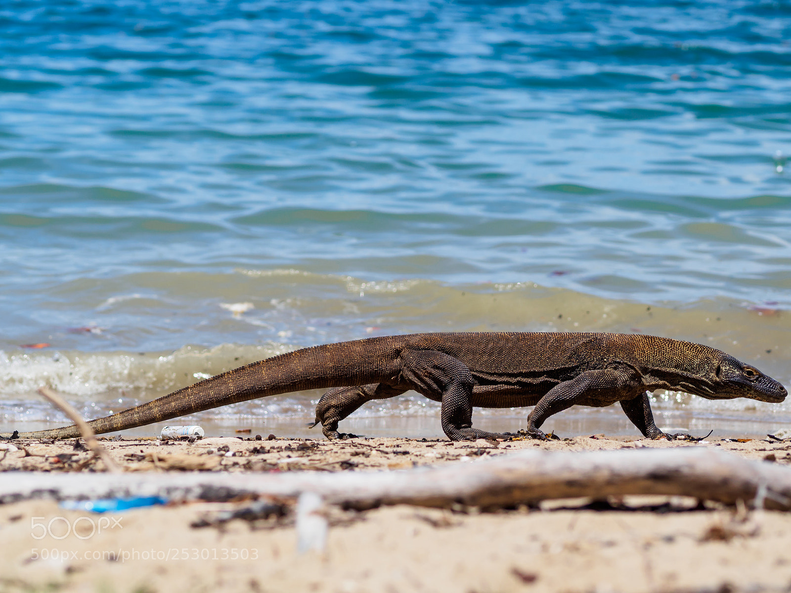 Olympus OM-D E-M10 II sample photo. Monitor lizard on komodo photography