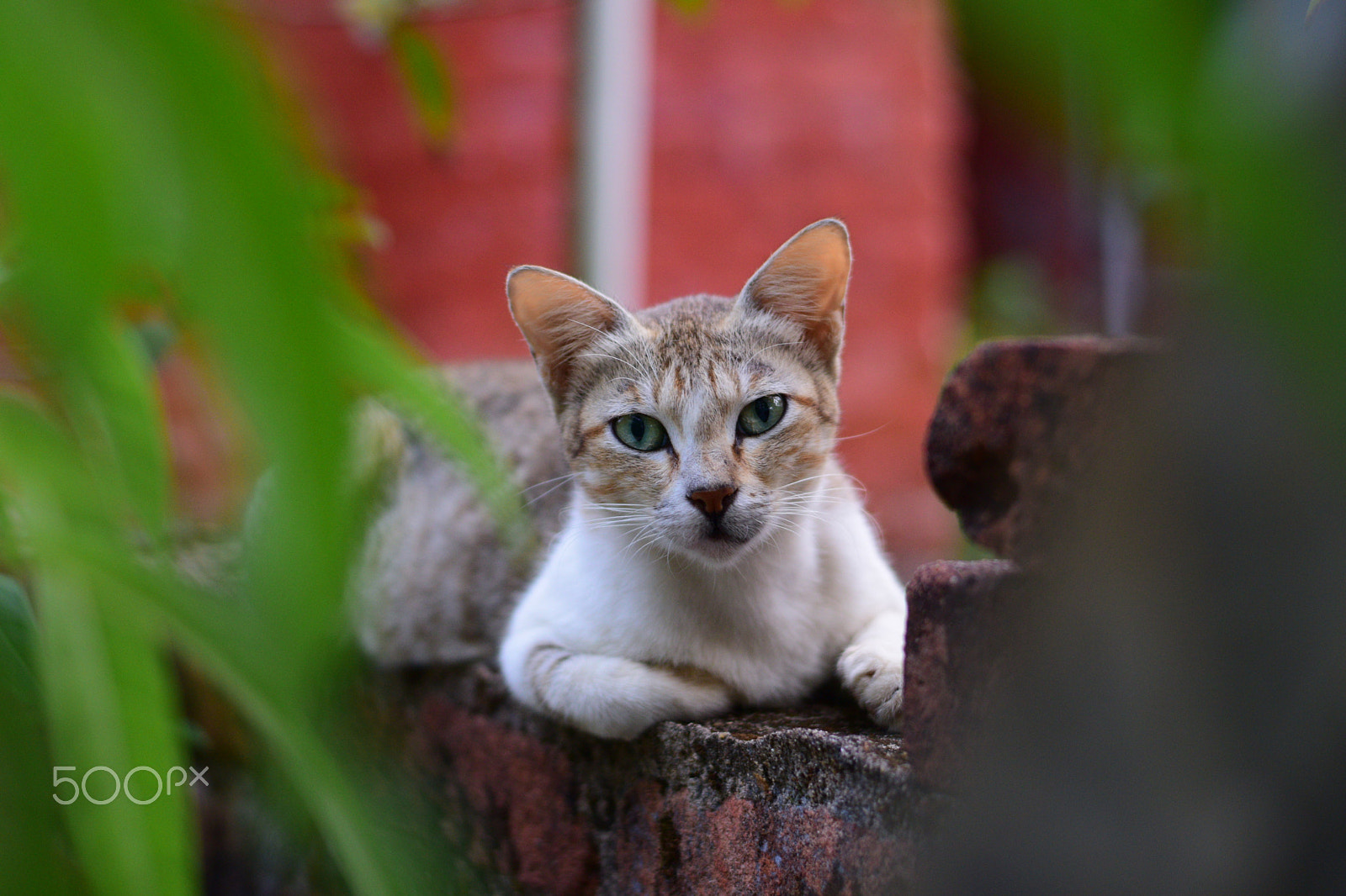 Nikon AF-S Nikkor 50mm F1.8G sample photo. Dsc photography