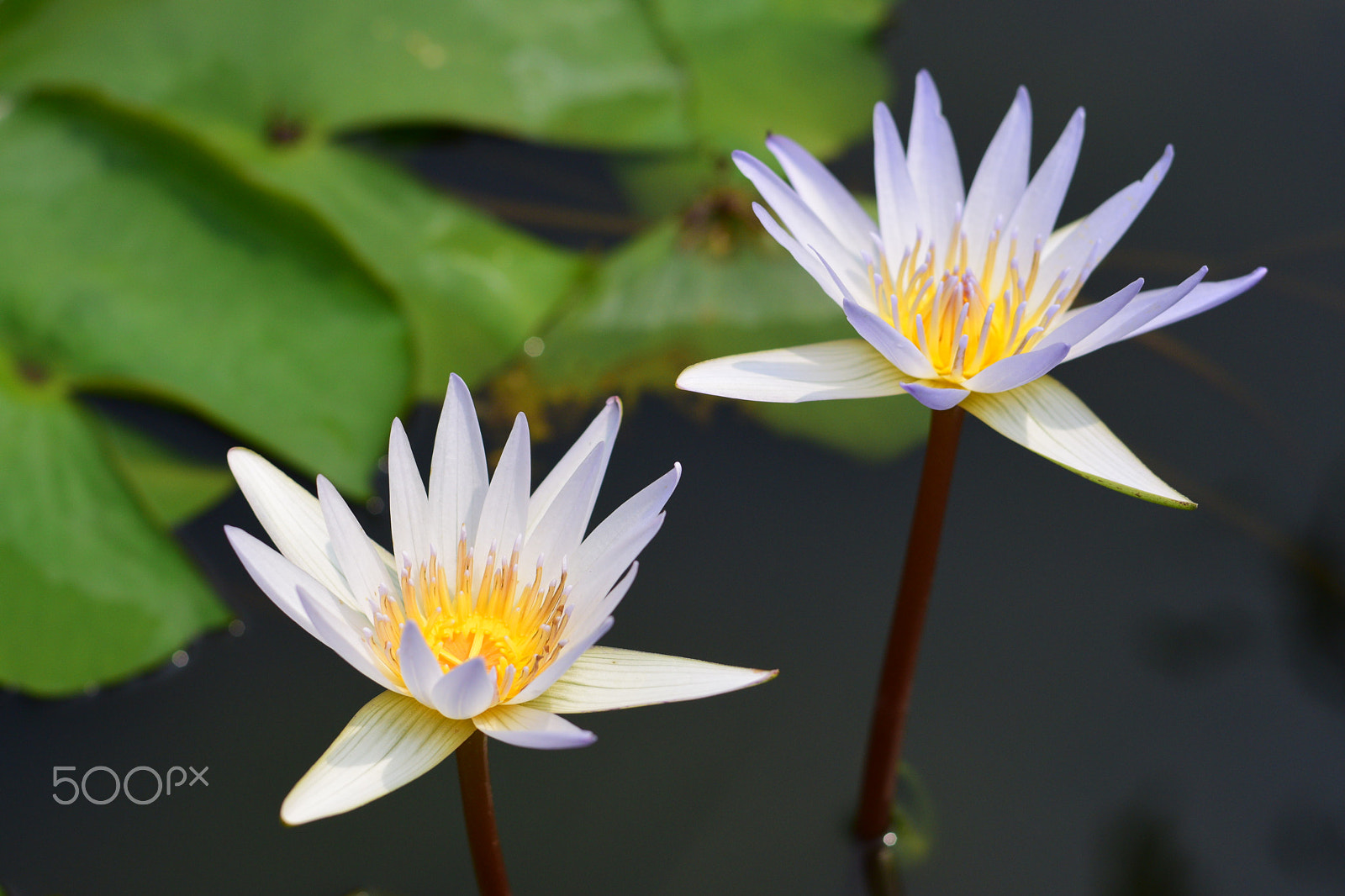 Nikon AF-S Nikkor 50mm F1.8G sample photo. Dsc photography