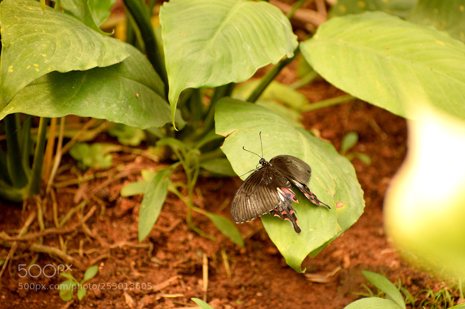 Nikon D5300 sample photo. Dsc photography