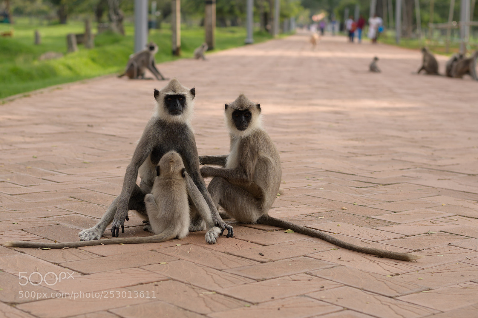 Nikon D7500 sample photo. Monkeys photography