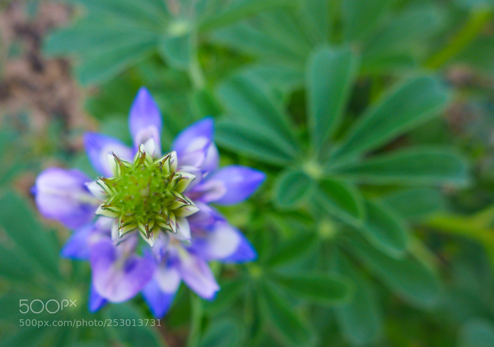 Panasonic Lumix DMC-LX7 sample photo. Blue spring photography