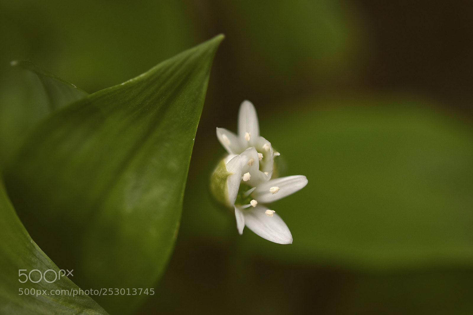 Nikon D5500 sample photo. *bärlauch * photography