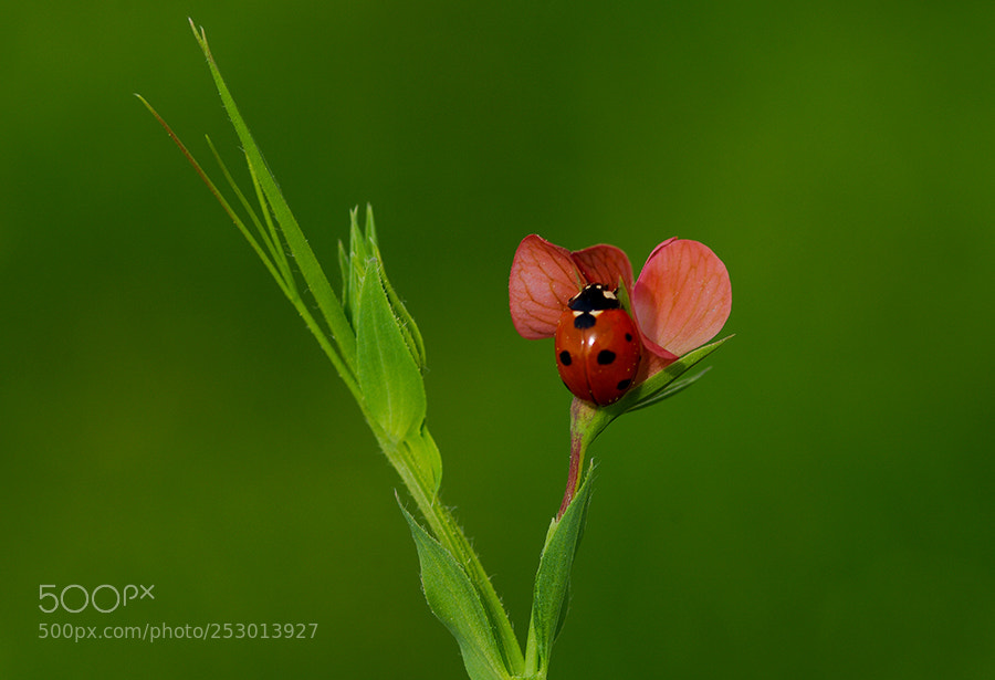 Pentax K20D sample photo. Ladybug photography