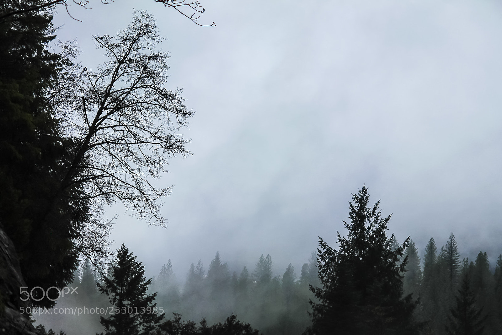 Canon EOS 1100D (EOS Rebel T3 / EOS Kiss X50) sample photo. Fogged forest photography
