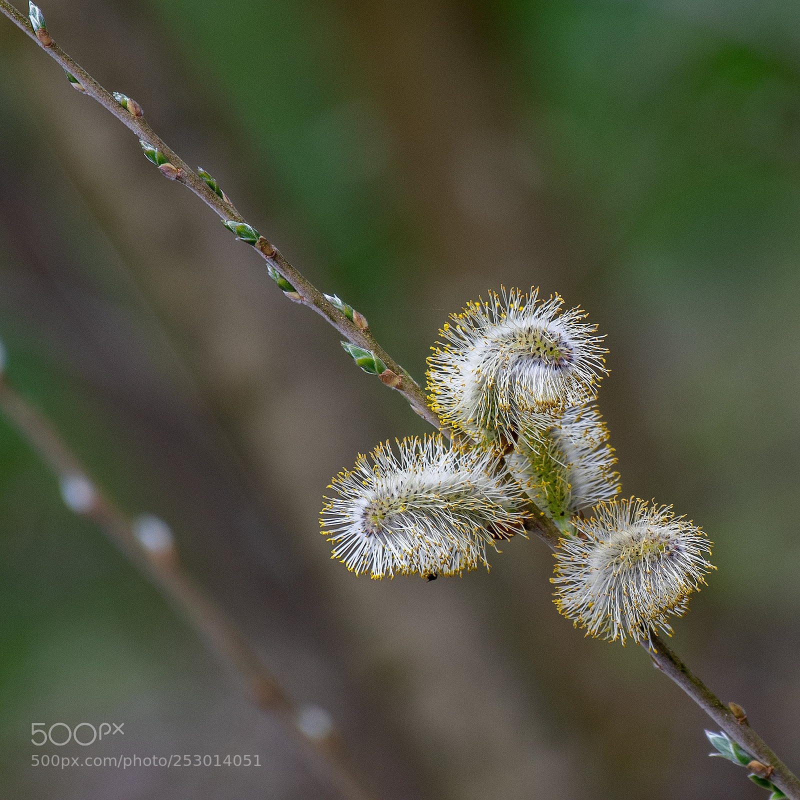 Nikon D500 sample photo. Lente photography