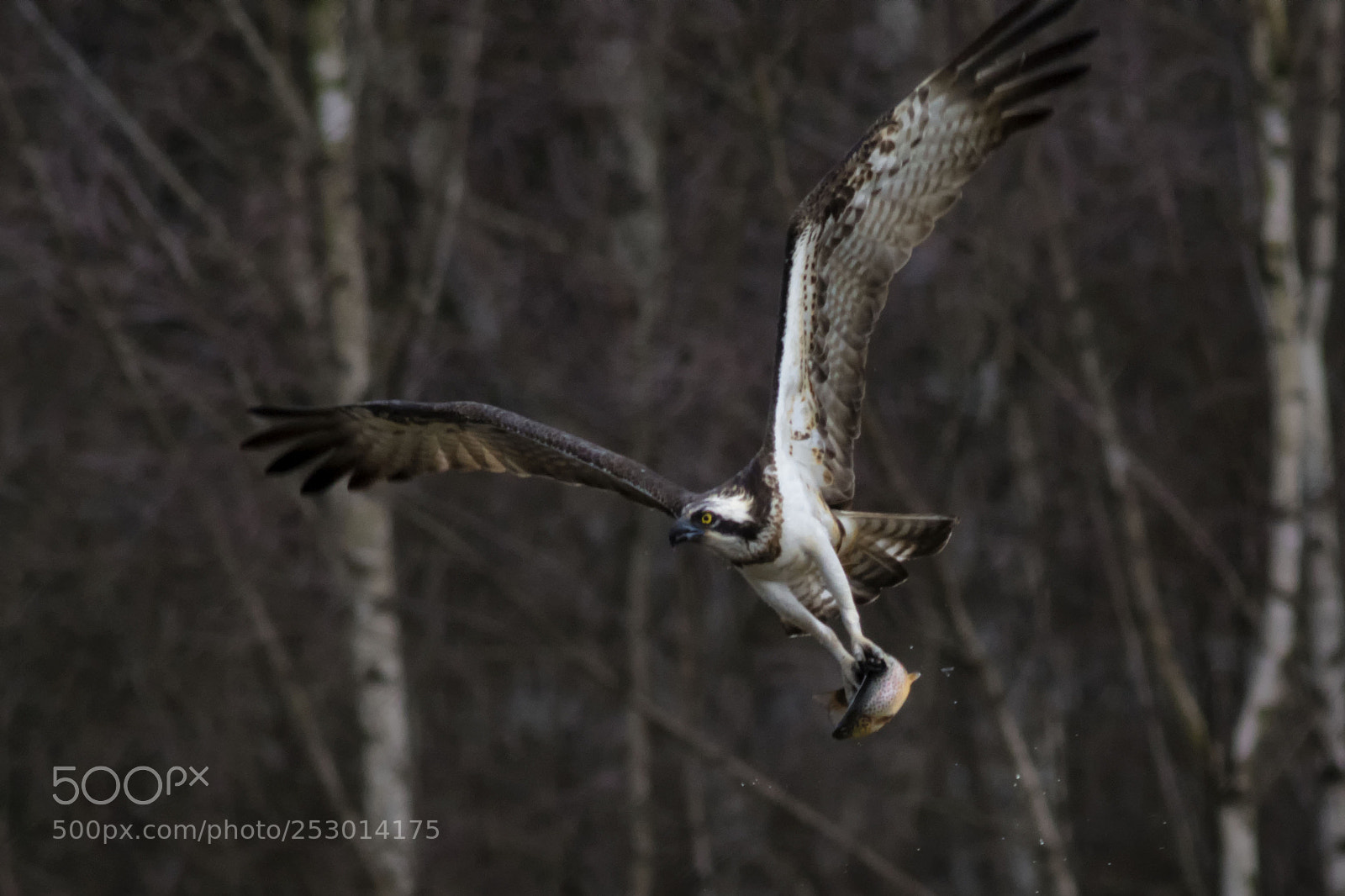 Canon EOS 7D Mark II sample photo. Osprey with a catch photography