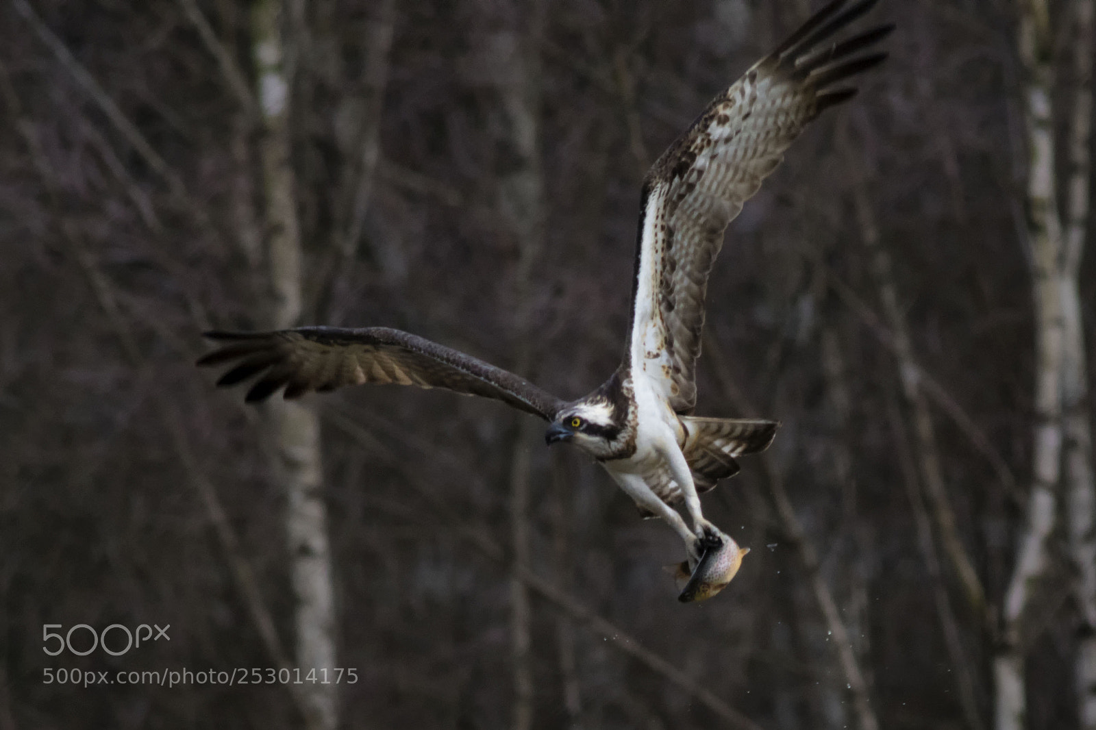 Canon EOS 7D Mark II sample photo. Osprey with a catch photography