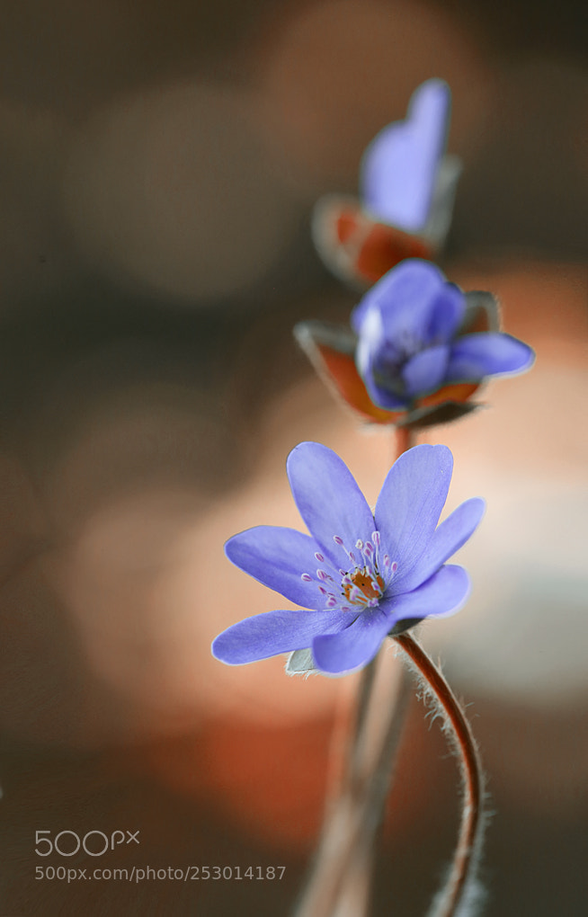 Canon EOS 5D Mark II sample photo. Hepatica nobilis photography
