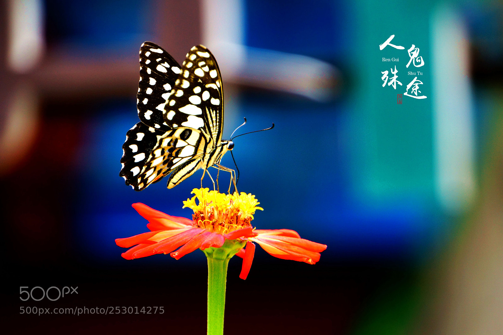 Sony Alpha NEX-7 sample photo. Untitled photography