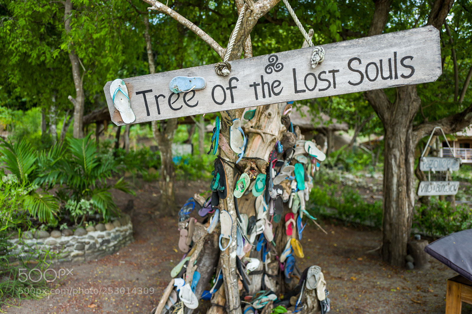 Leica Q (Typ 116) sample photo. Labuan bajo tree full photography