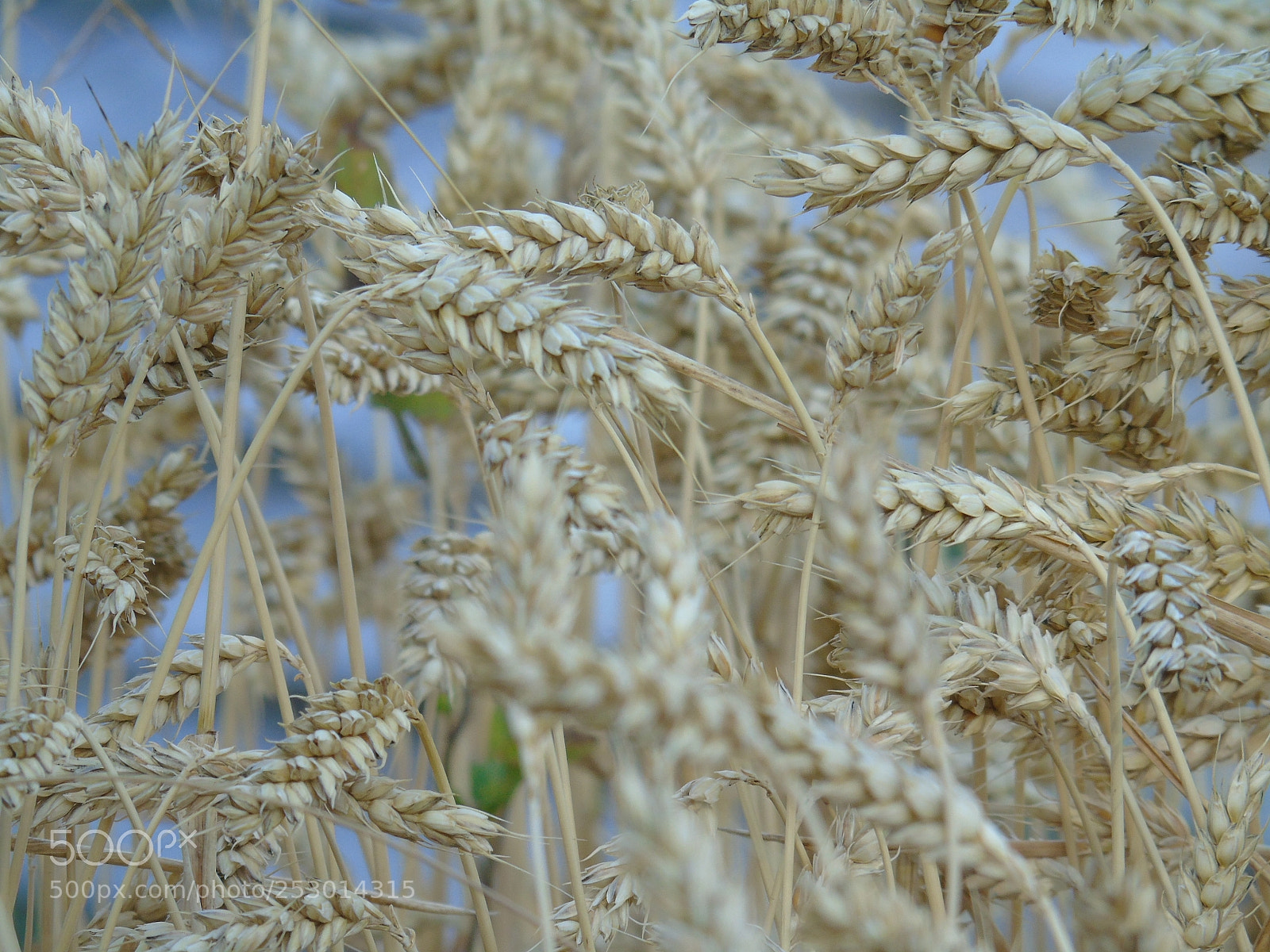 Sony Cyber-shot DSC-H400 sample photo. Wheat field photography