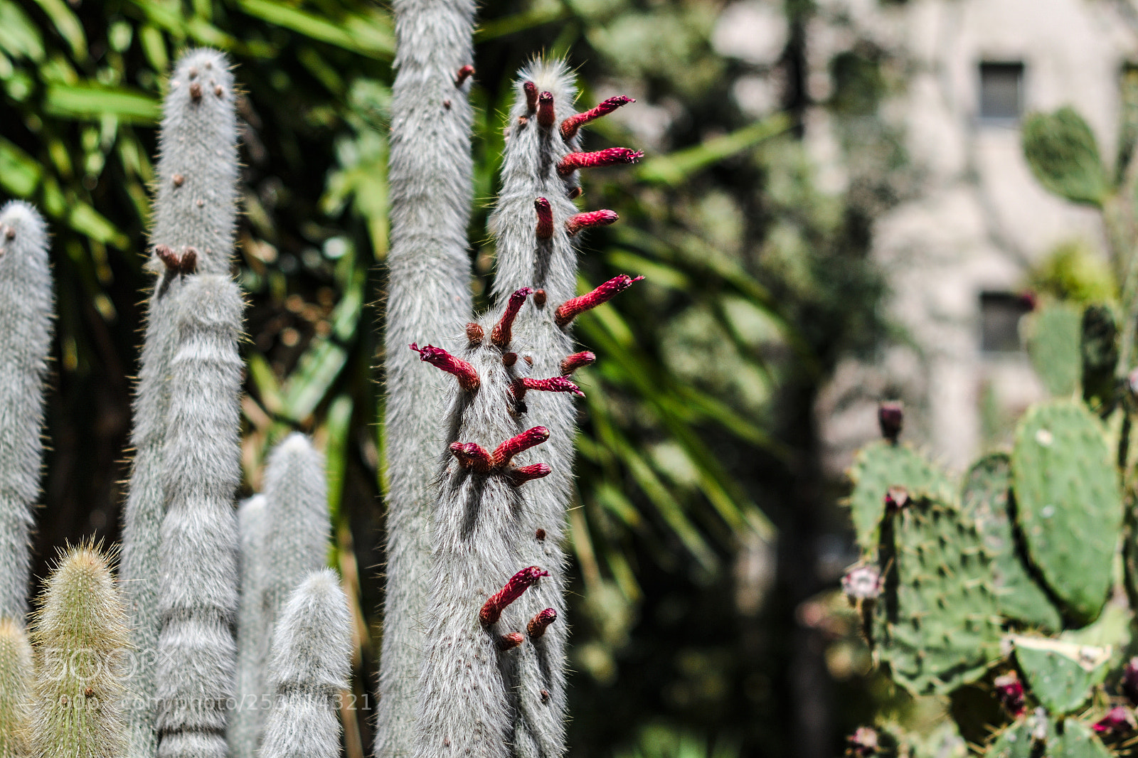 Nikon D7500 sample photo. Botanico photography