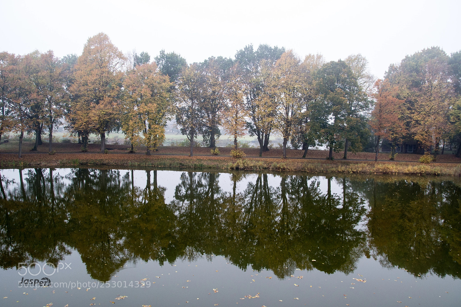 Nikon D3100 sample photo. Trees photography