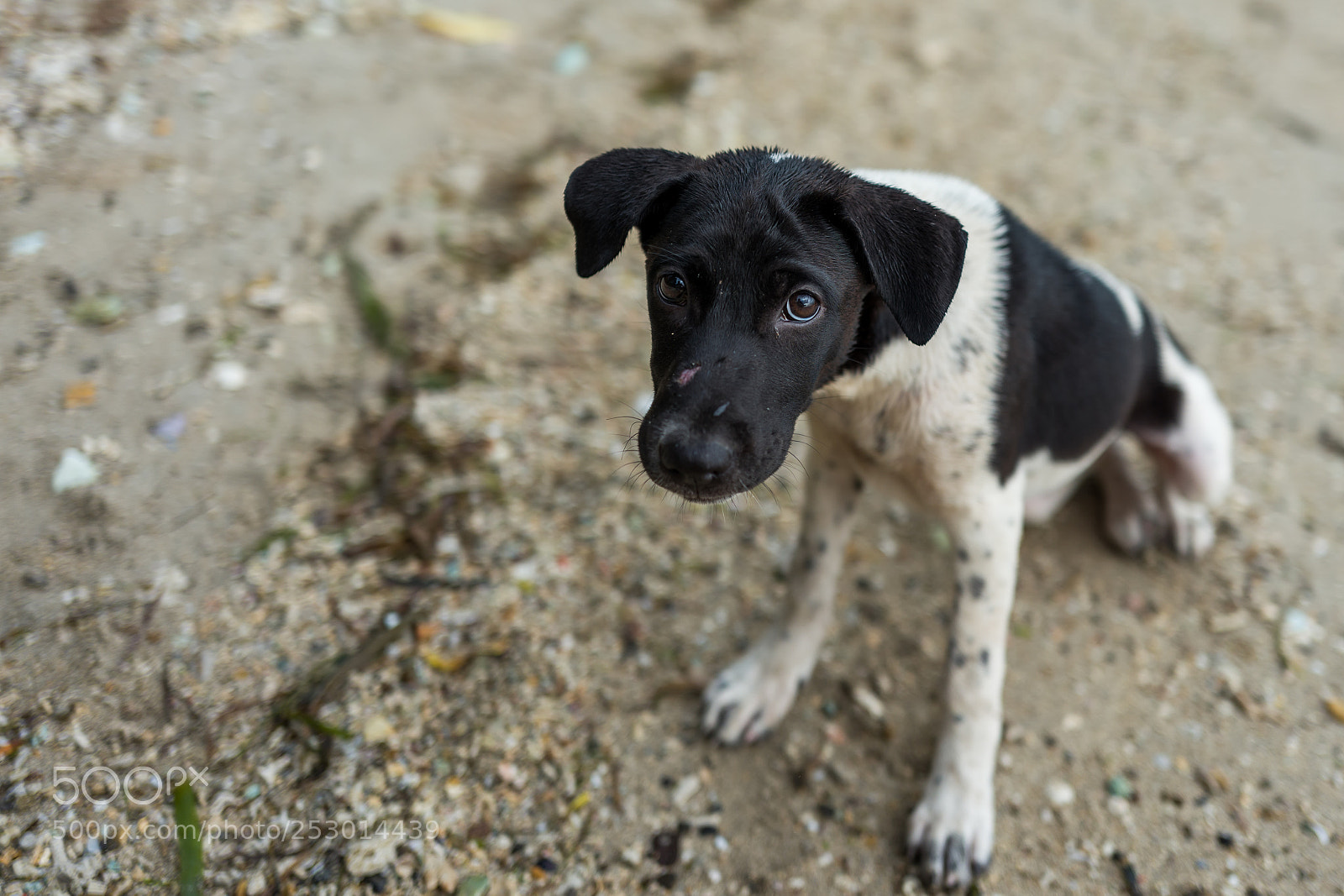 Leica Q (Typ 116) sample photo. Cute puppy at beach photography
