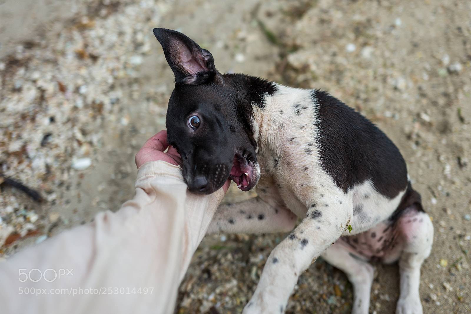 Leica Q (Typ 116) sample photo. Cute puppy at beach photography