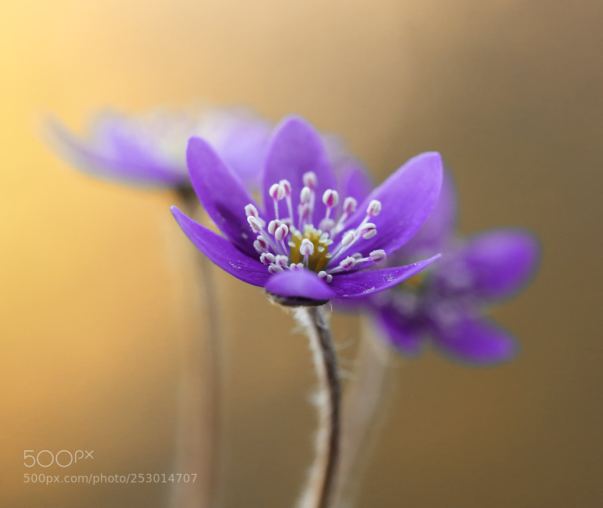 Canon EOS 5D Mark II sample photo. Hepatica nobilis photography