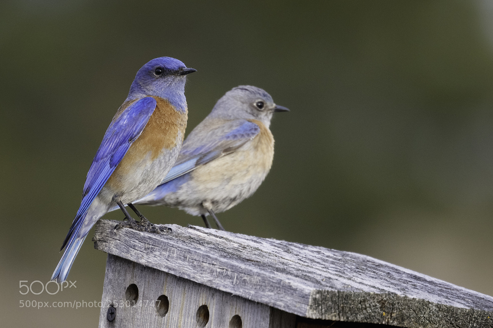 Canon EOS 5DS R sample photo. Western bluebirds photography