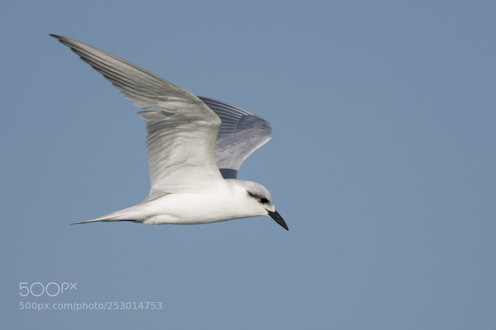 Nikon D500 sample photo. Tern photography