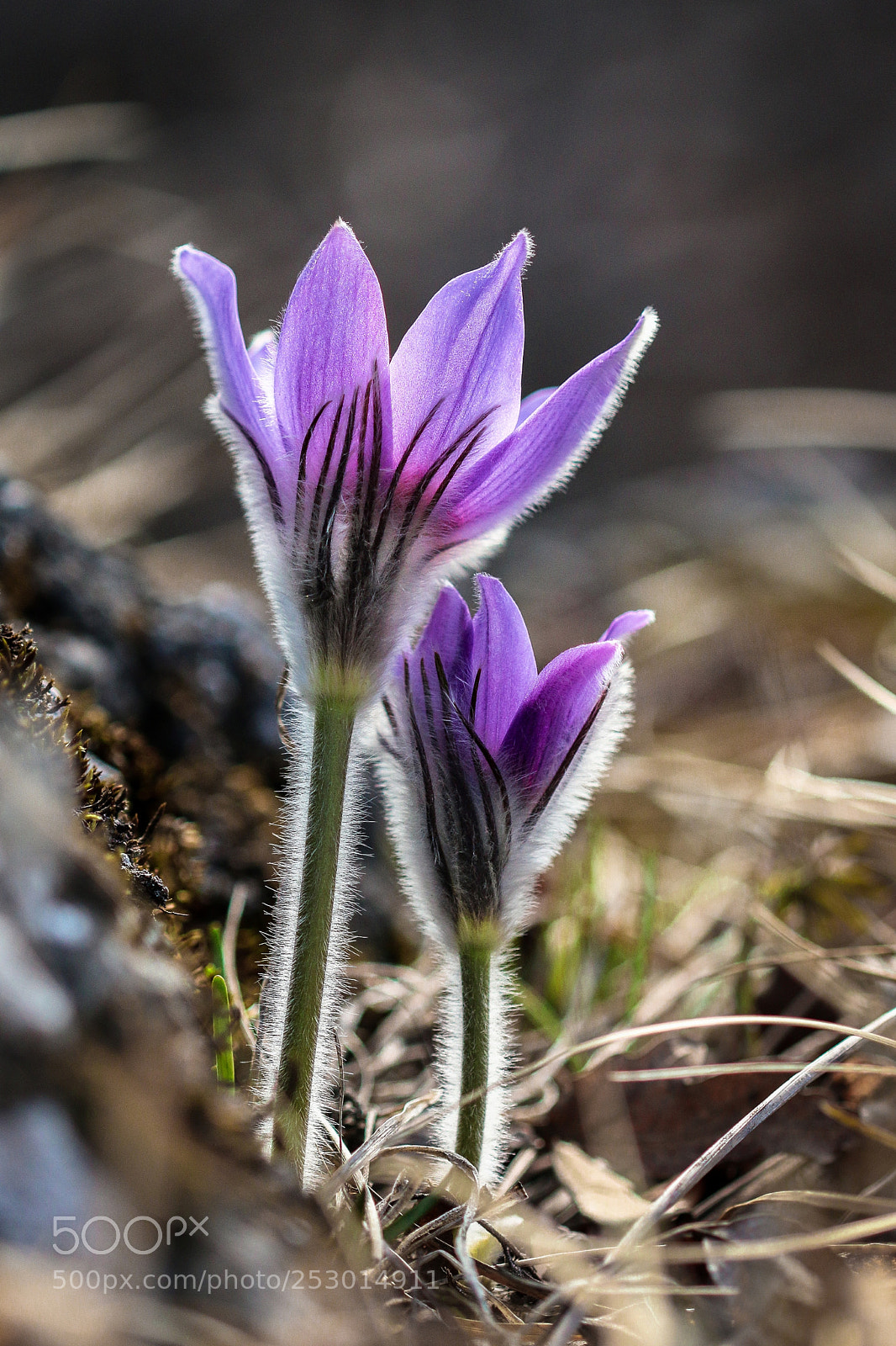 Canon EOS 70D sample photo. Pulsatilla grandis photography