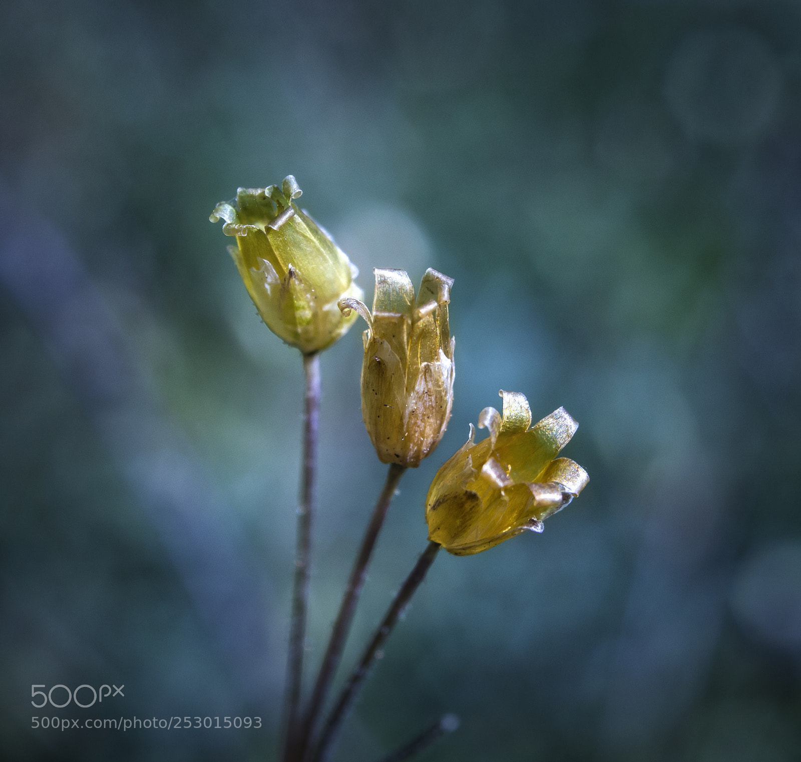 Canon EOS 60D sample photo. Flowers photography