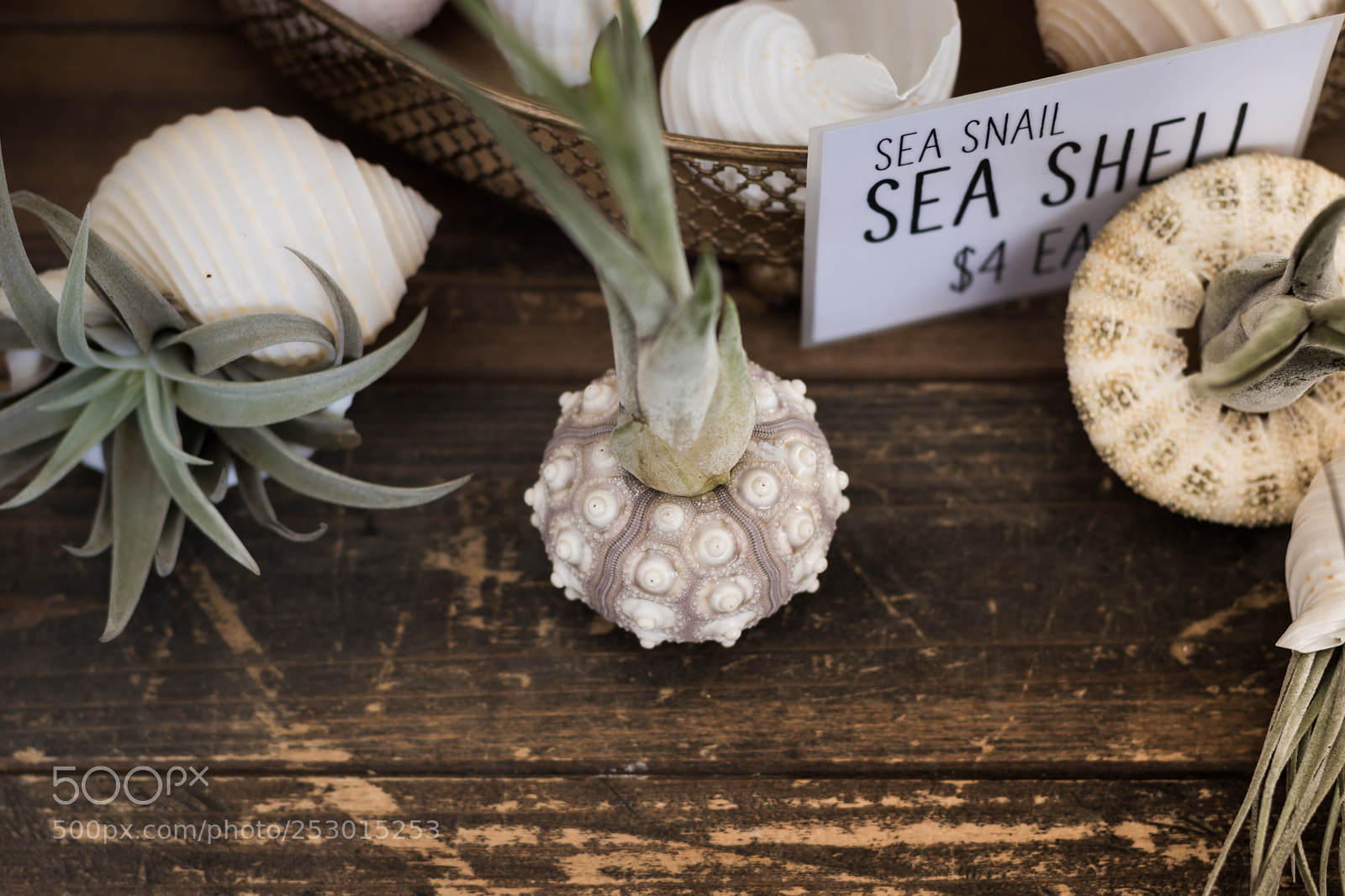 Nikon D7200 sample photo. Sea shell plants photography