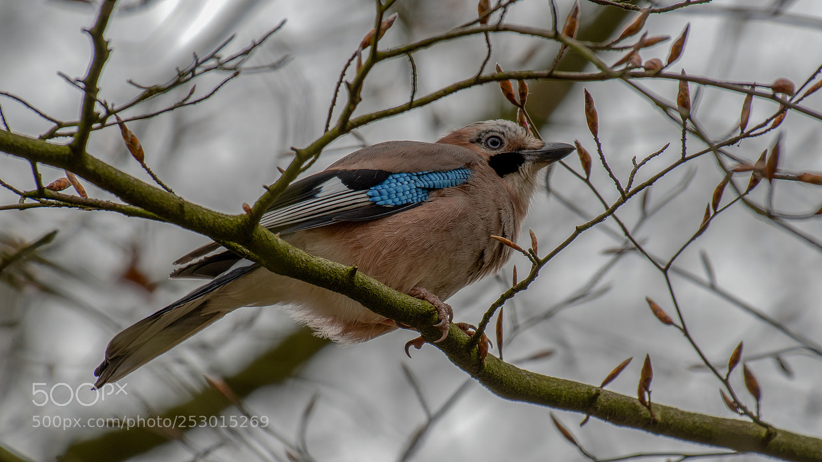 Nikon D500 sample photo. Vlaamse gaai photography