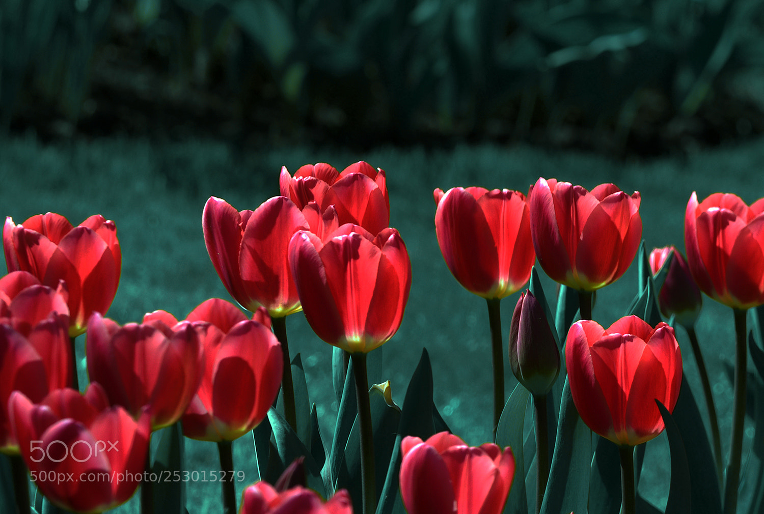 Nikon D610 sample photo. Tulip photography