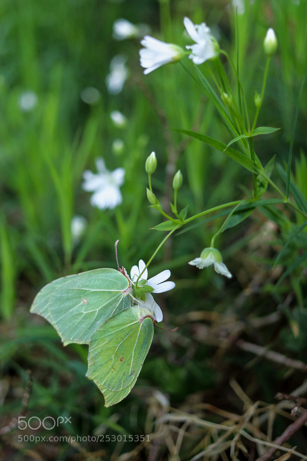 Canon EOS 80D sample photo. Papillons photography