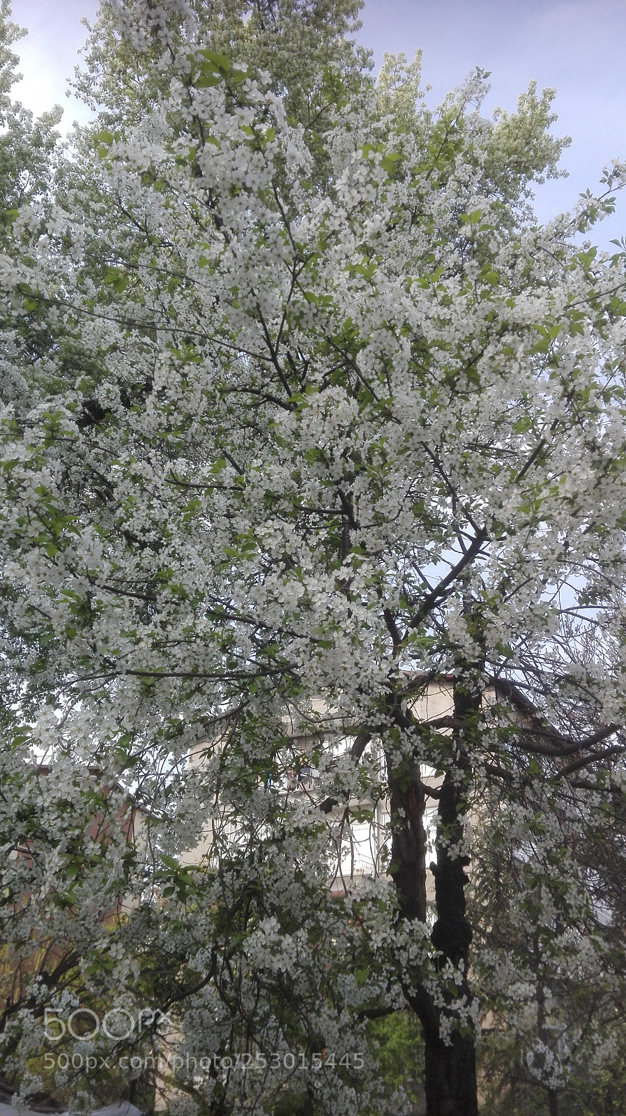 HUAWEI P8 Lite sample photo. Blooming cherry bride photography