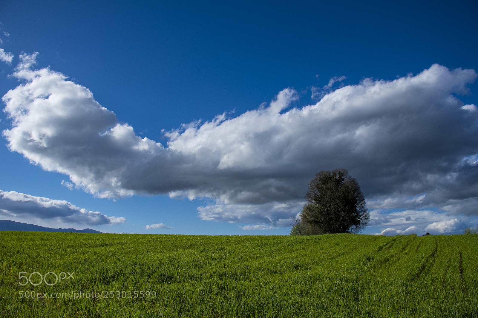 Nikon D7500 sample photo. Lonely tree photography