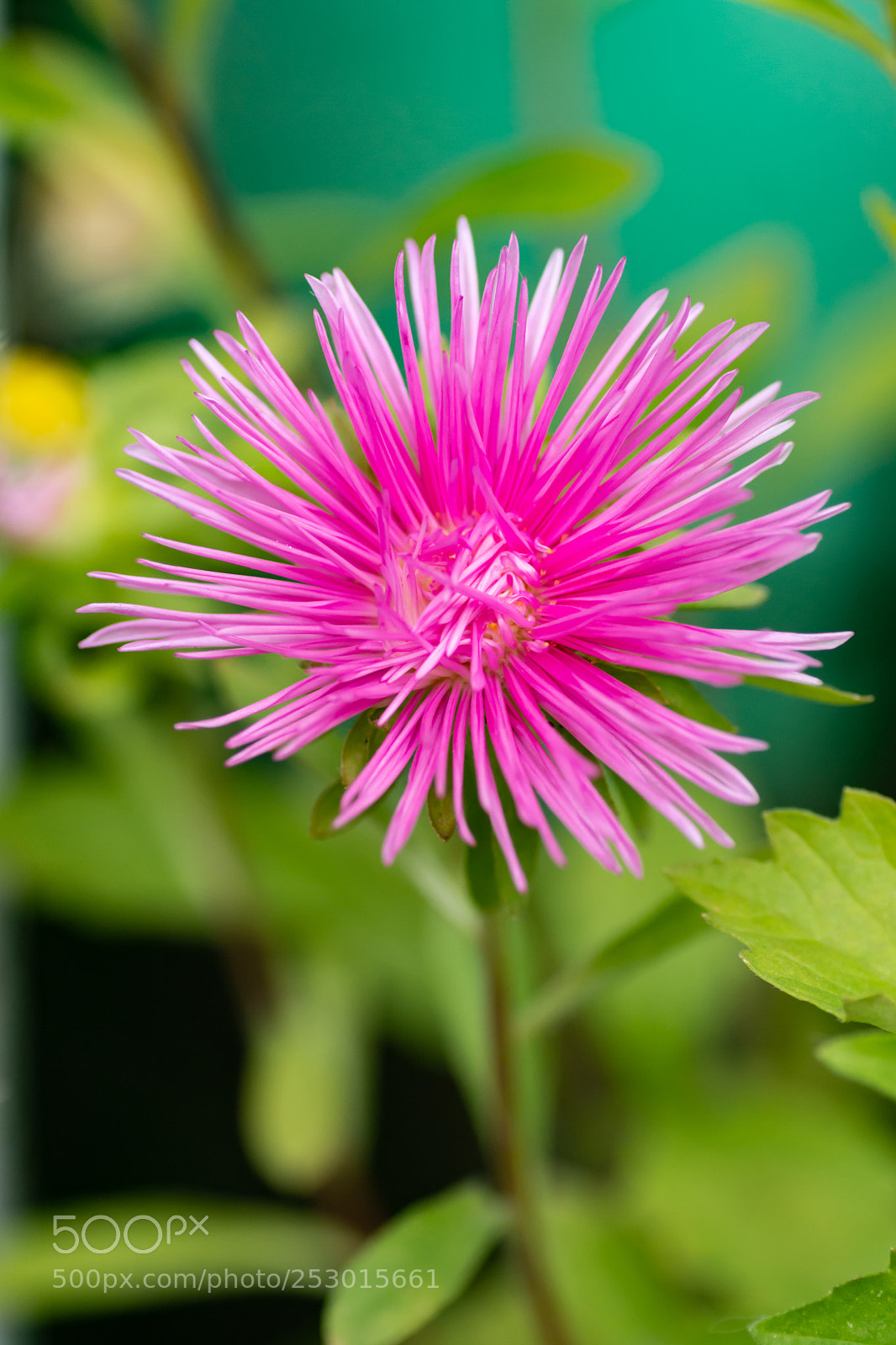 Nikon D7100 sample photo. Magenta photography