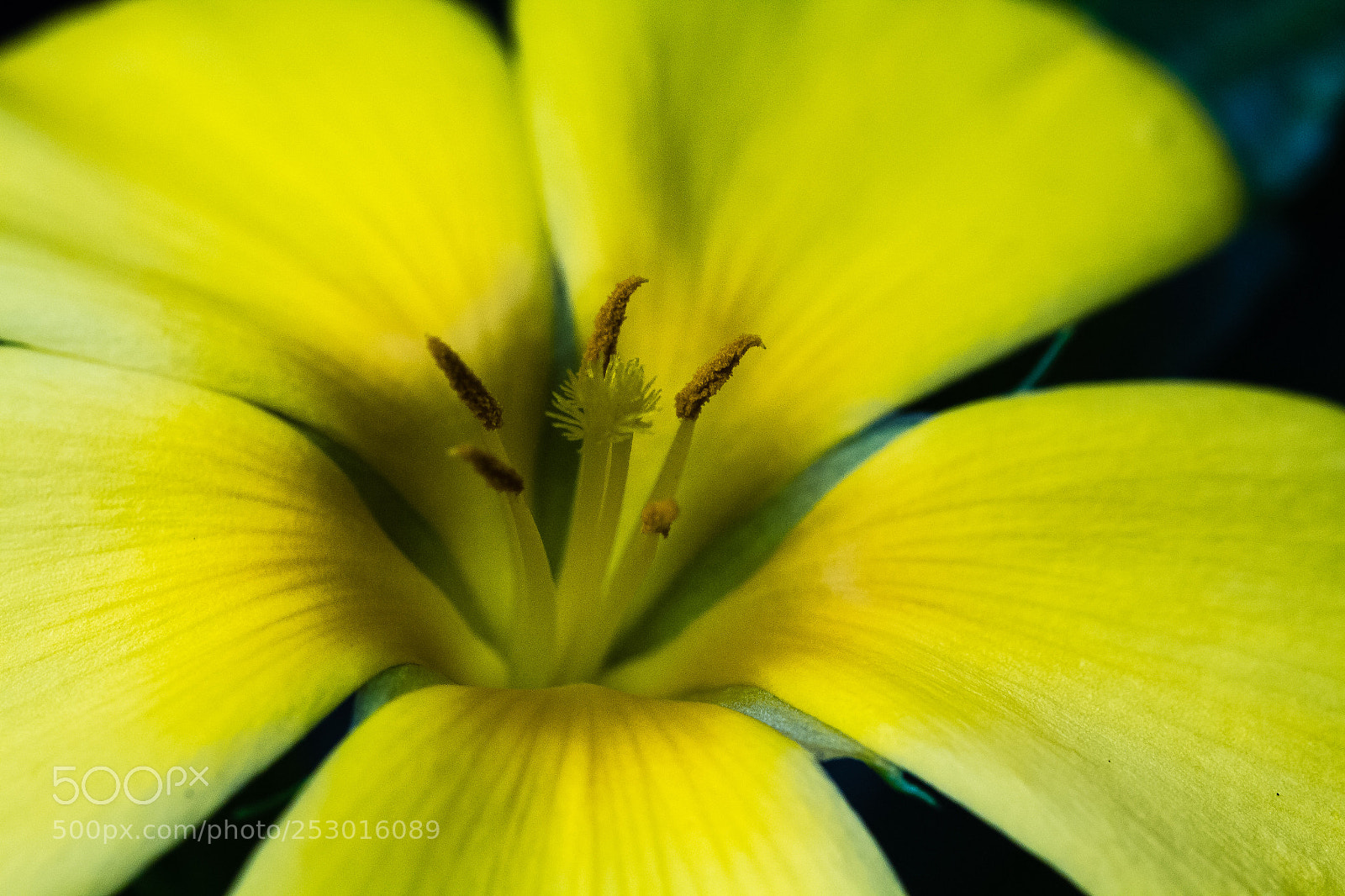 Canon EOS 60D sample photo. Turnera ulmifolia photography