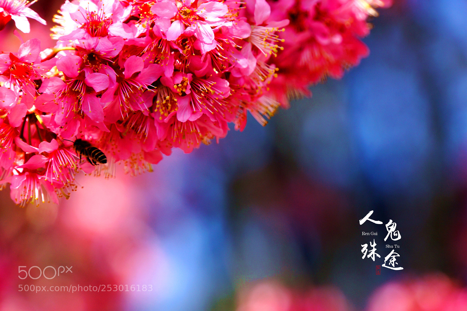 Sony Alpha NEX-7 sample photo. Untitled photography