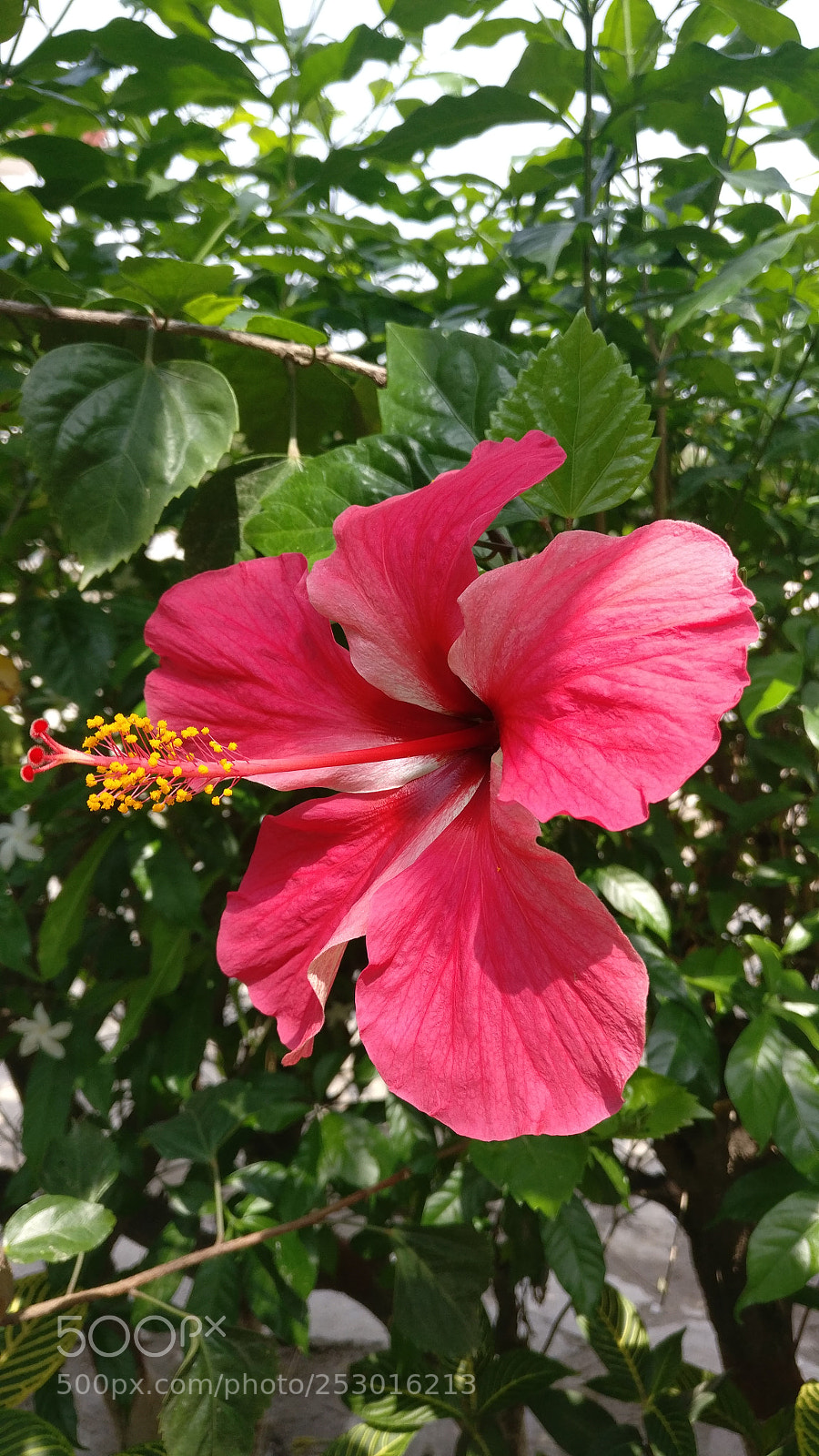 OnePlus A3003 sample photo. Hibiscus .... photography