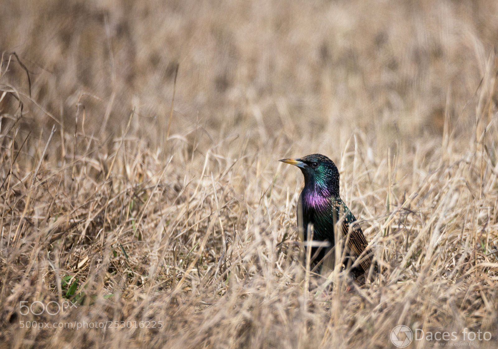 Sony SLT-A99V sample photo. ............ photography