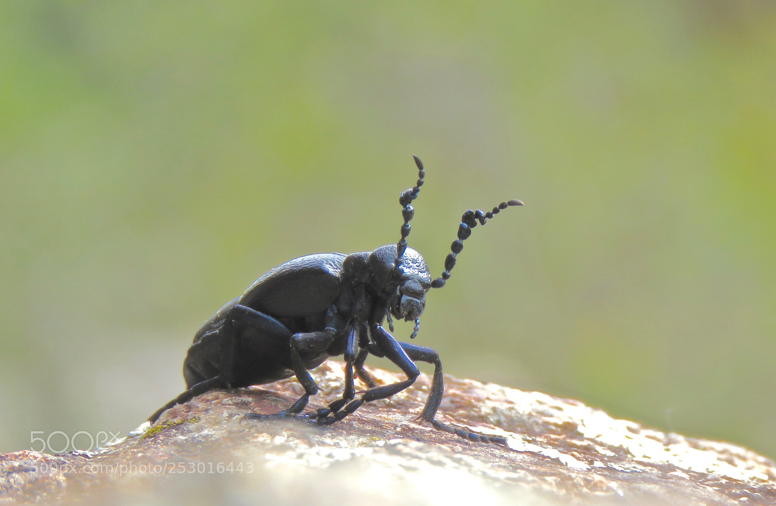 Canon PowerShot SX60 HS sample photo. A bug's life. photography