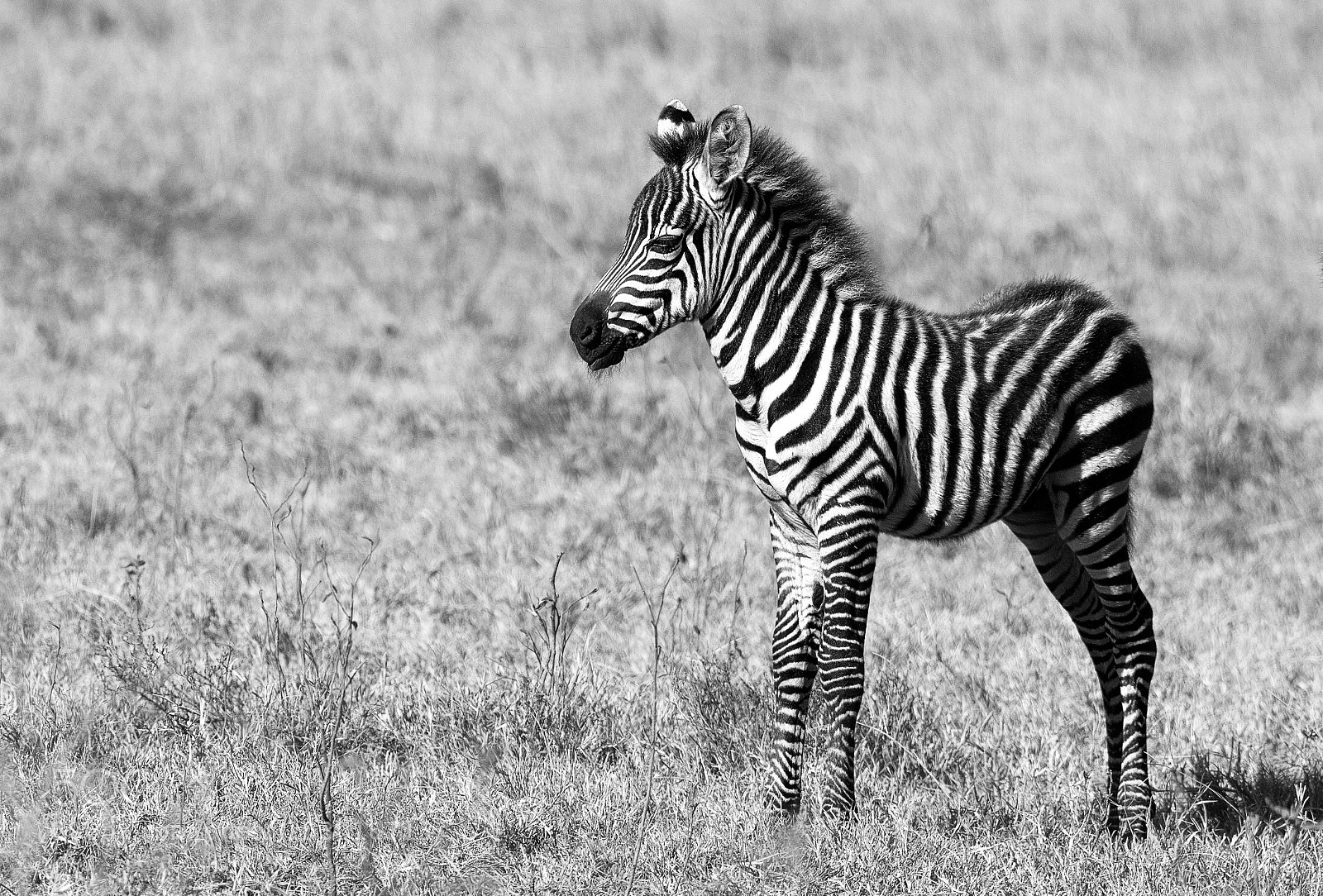 Nikon D500 sample photo. Zebra foal photography