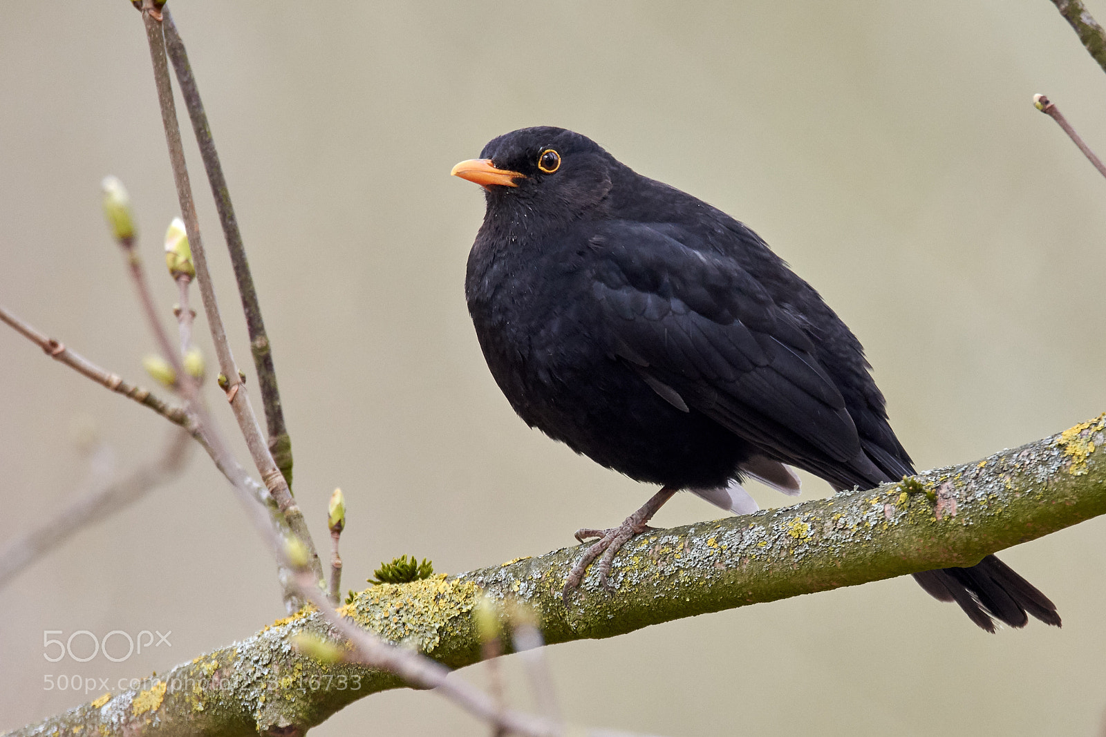 Nikon D7200 sample photo. Blackbird photography